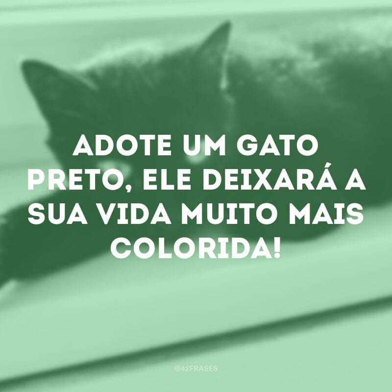 Adote um gato preto, ele deixará a sua vida muito mais colorida!