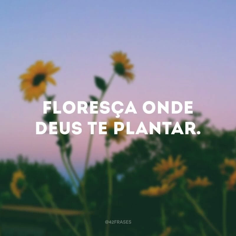 Floresça onde Deus te plantar.