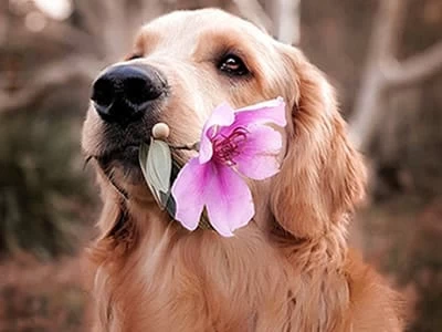 50 frases de cachorro para você demonstrar o seu amor pelos animais