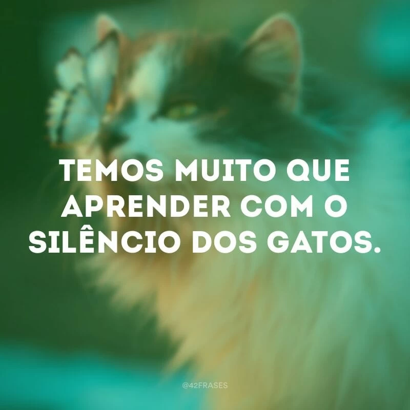 Temos muito que aprender com o silêncio dos gatos.