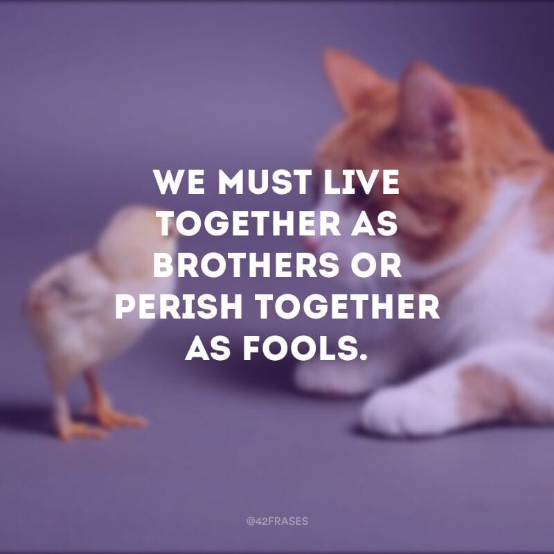 We must live together as brothers or perish together as fools. - Devemos viver juntos como irmãos ou perecer juntos como tolos. 