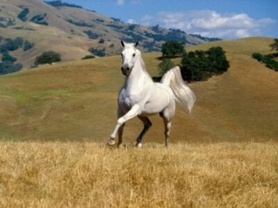 40 frases de cavalo para demonstrar todo seu amor por este animal