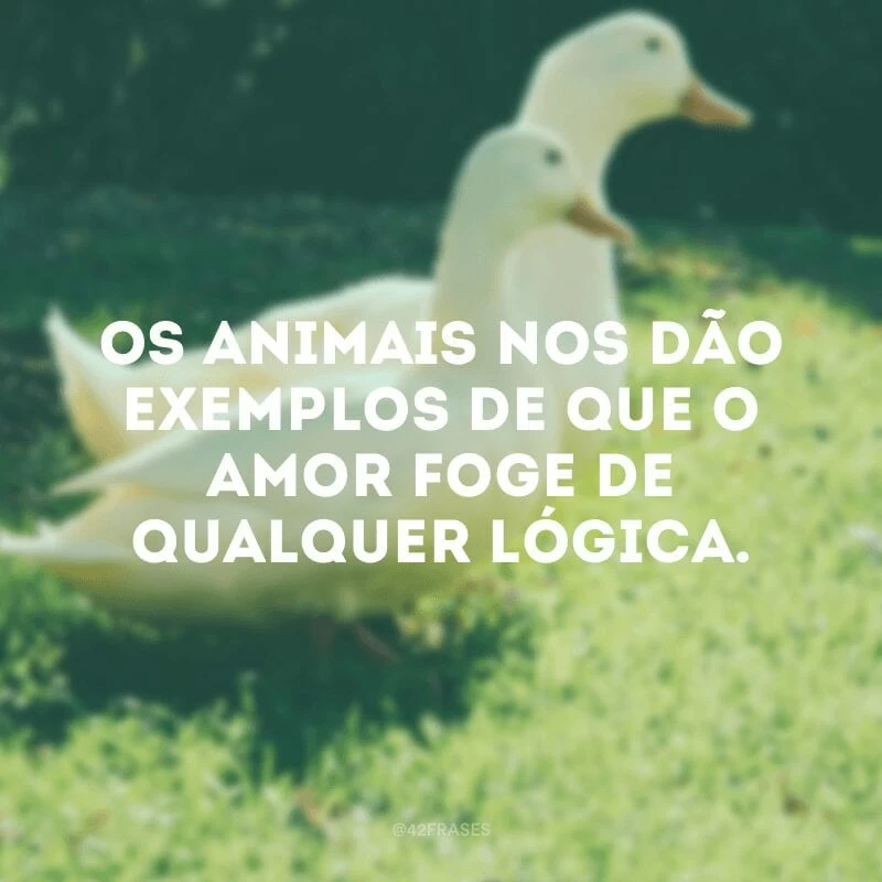 Os animais nos dão exemplos de que o amor foge de qualquer lógica.