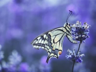 35 frases de borboletas para abraçar as transformações da vida