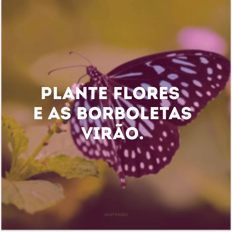 Plante flores e as borboletas virão. 