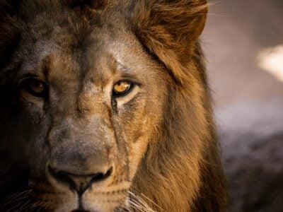 40 frases de Leão incríveis para enaltecer o seu brilho