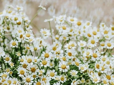 40 frases de bem-vinda, primavera, para se renovar como as flores