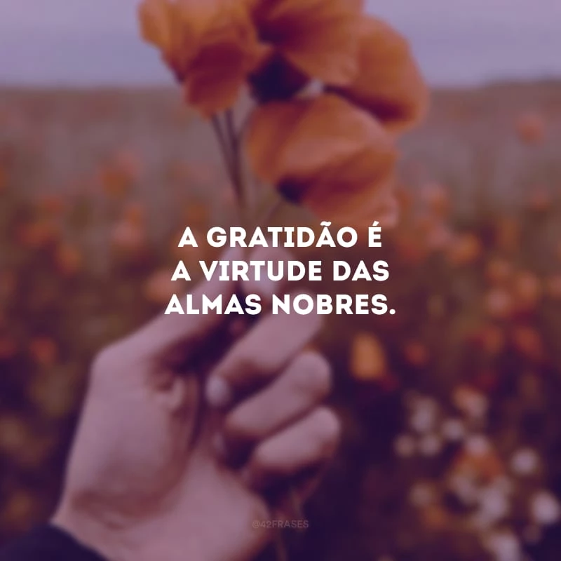 A gratidão é a virtude das almas nobres. 