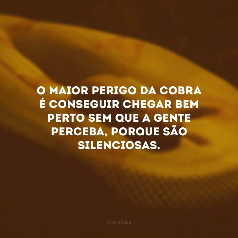 O maior perigo da cobra é conseguir chegar bem perto sem que a gente perceba, porque são silenciosas.