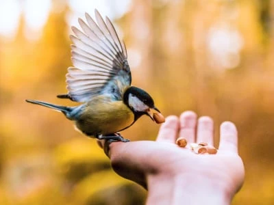 30 frases sobre pássaros para contemplar a beleza da natureza