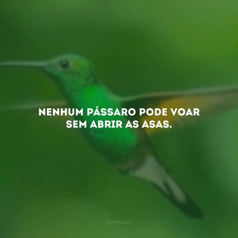 Nenhum pássaro pode voar sem abrir as asas.