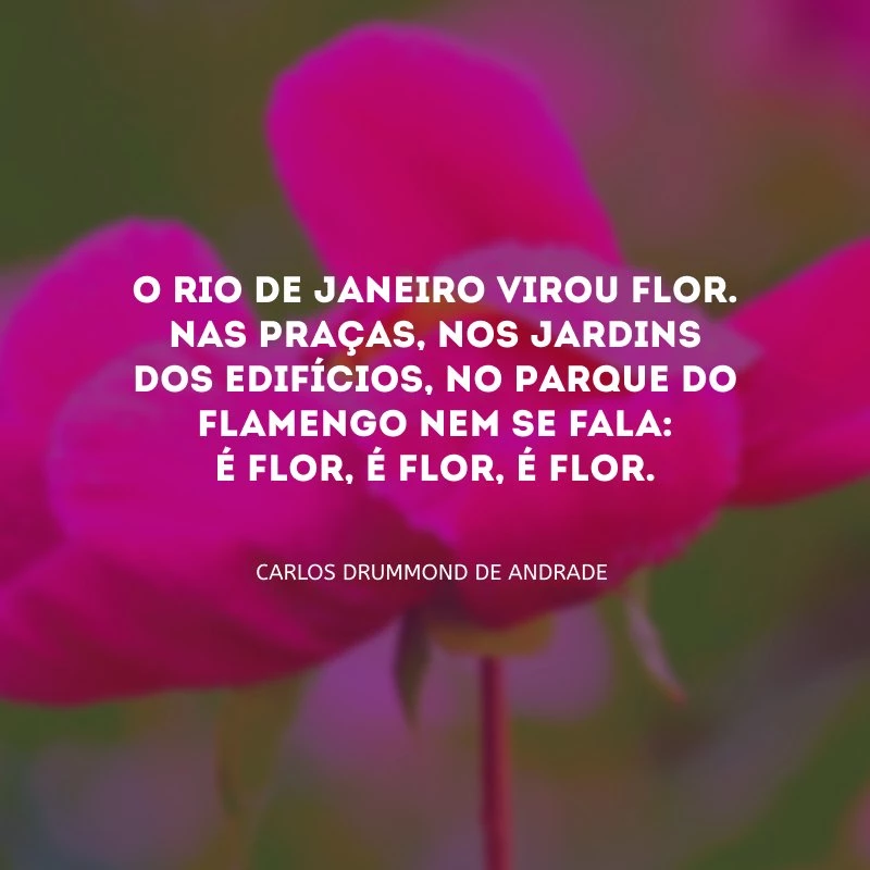 O Rio de Janeiro virou flor. Nas praças, nos jardins dos edifícios, no Parque do Flamengo nem se fala: é flor, é flor, é flor.


