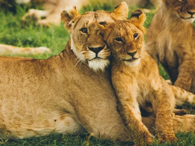 30 frases de mães leoas que reafirmam esse instinto de proteção